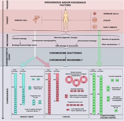 On the Complexity of Mechanisms and Consequences of Chromothripsis: An Update